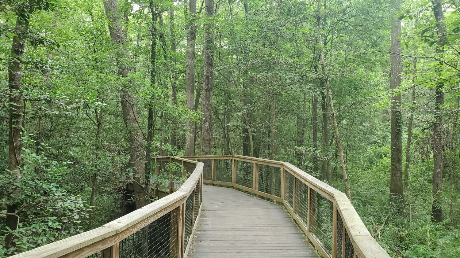 Congaree NP 